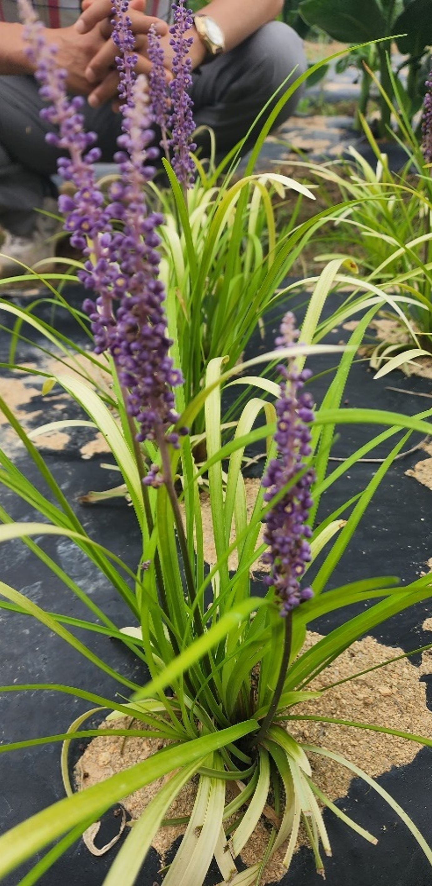 Liriope platyphylla 'URI2022-37'